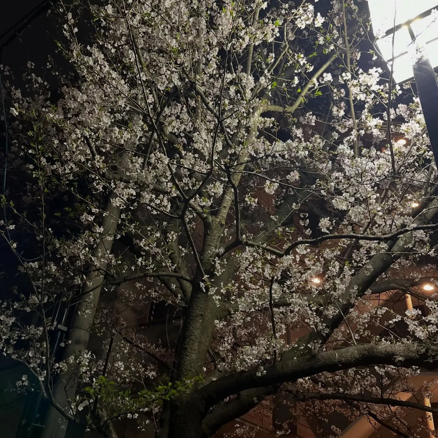 本日も高田馬場バースポットライト